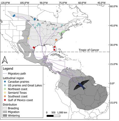 Spring departure date, not en route conditions, drive migration rate and arrival timing in a long-distance migratory songbird